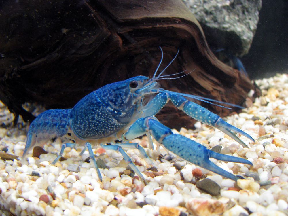 Blauer Flußkrebs Foto &amp; Bild | tiere, wildlife, krebse Bilder auf ...