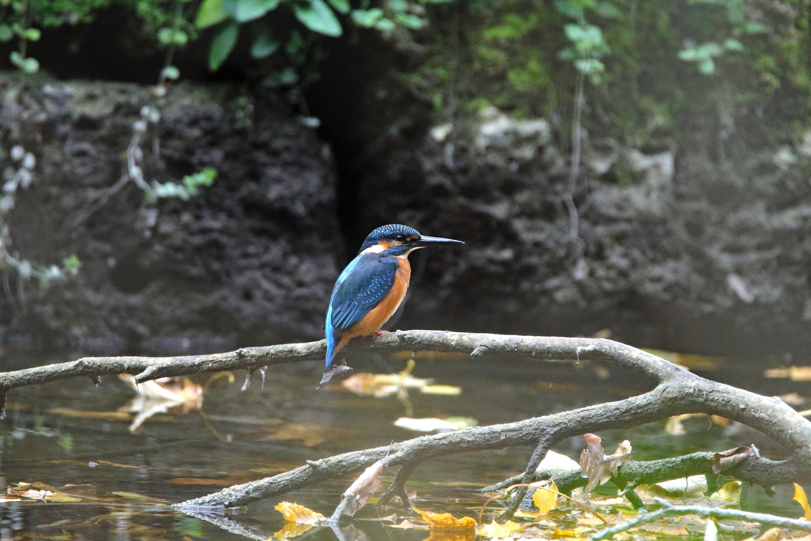 Blauer Freund im goldenen Herbst