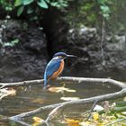 Blauer Freund im goldenen Herbst