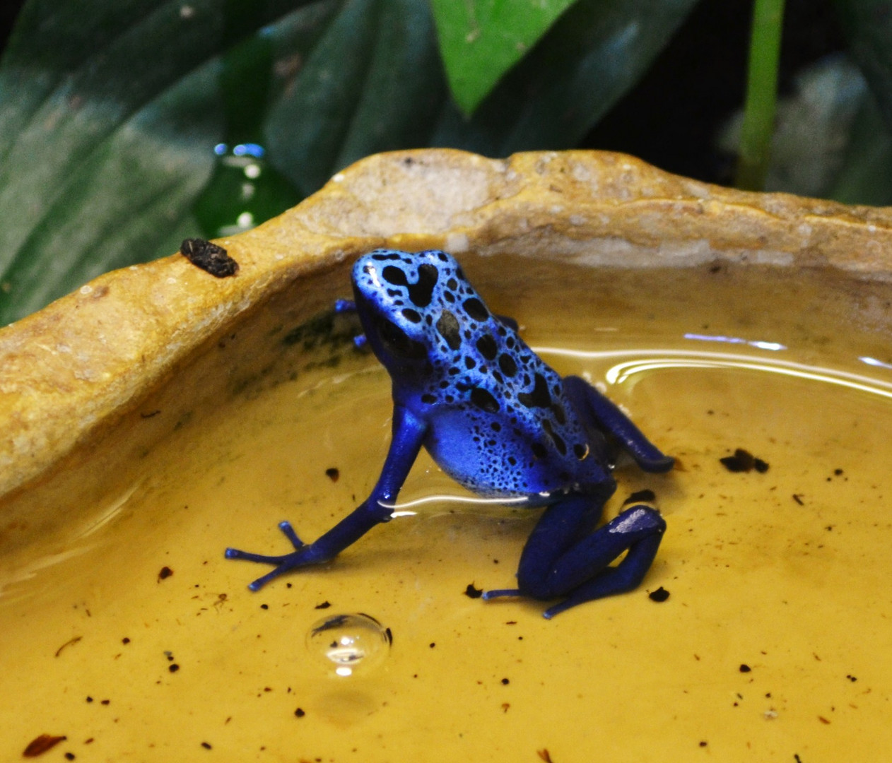 blauer Frosch