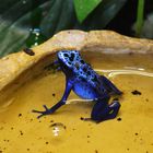 blauer Frosch