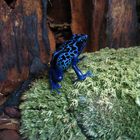 Blauer Frosch