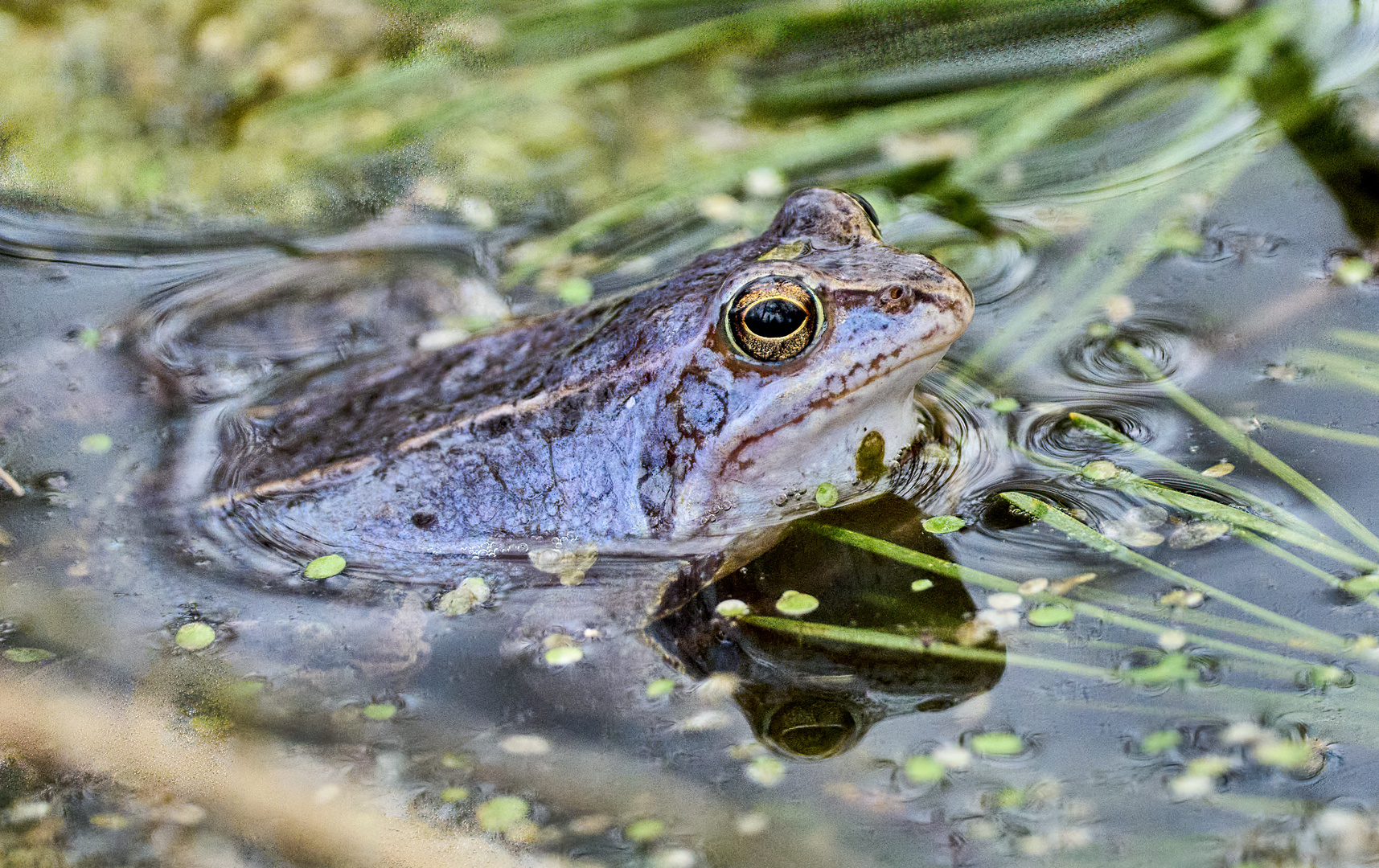 Blauer Frosch