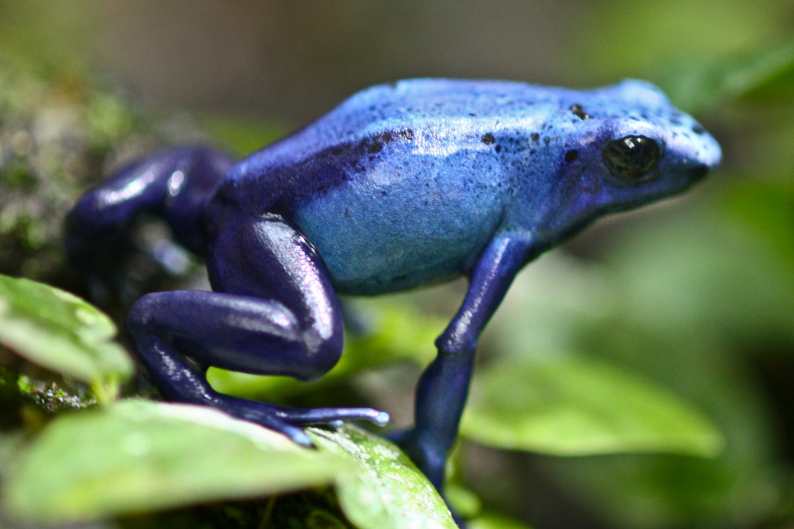 Blauer Frosch