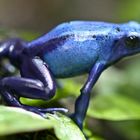 Blauer Frosch