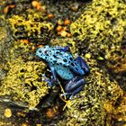 Blauer Frosch