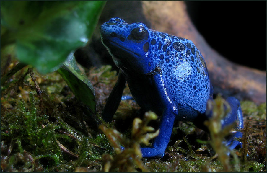 Blauer Frosch