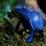 Blauer Frosch