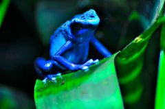 Blauer Frosch