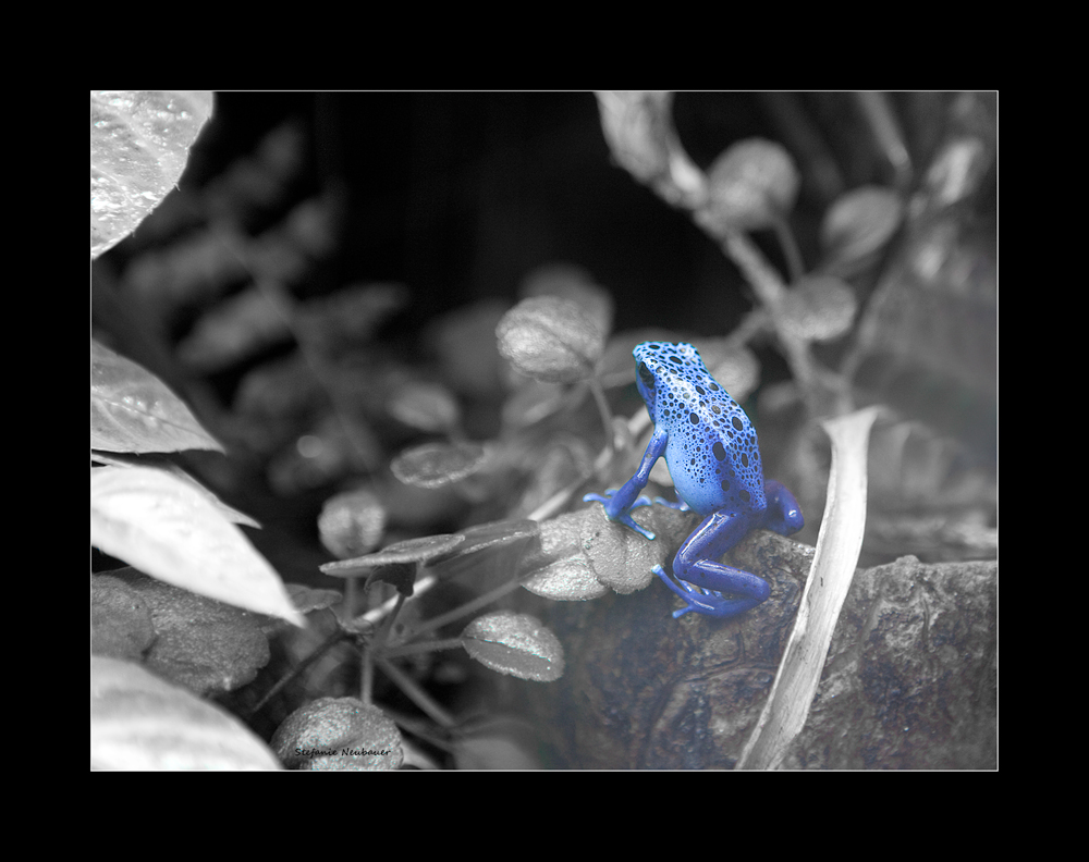 ~~~ blauer Frosch ~~~