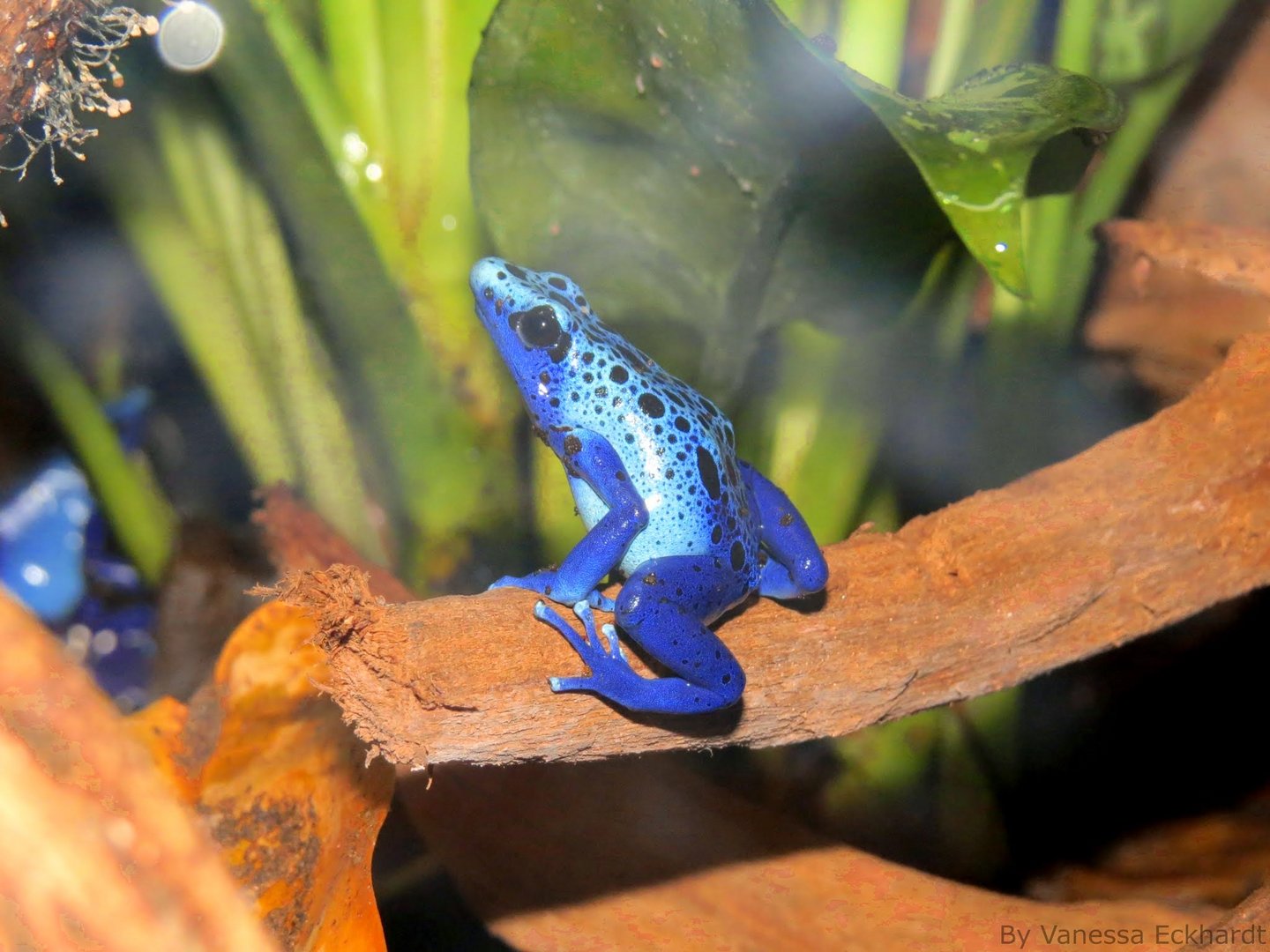 Blauer Frosch :-)