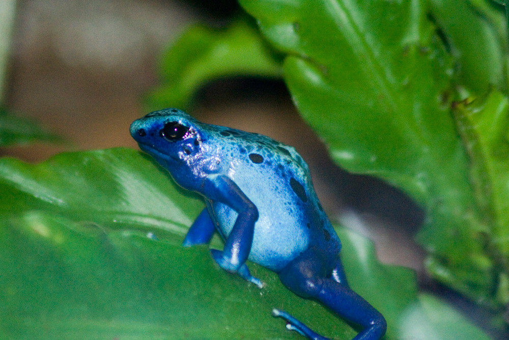 blauer Frosch