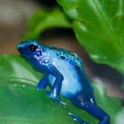 blauer Frosch