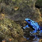 Blauer Frosch im Zürich Zoo