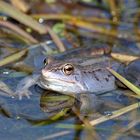 "Blauer Frosch" (Moorfrosch; Rana arvalis)