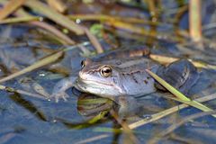 "Blauer Frosch" (Moorfrosch; Rana arvalis)