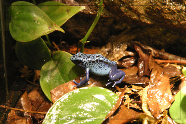 Blauer Frosch..... [Pfeilgiftfrosch]