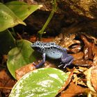 Blauer Frosch..... [Pfeilgiftfrosch]