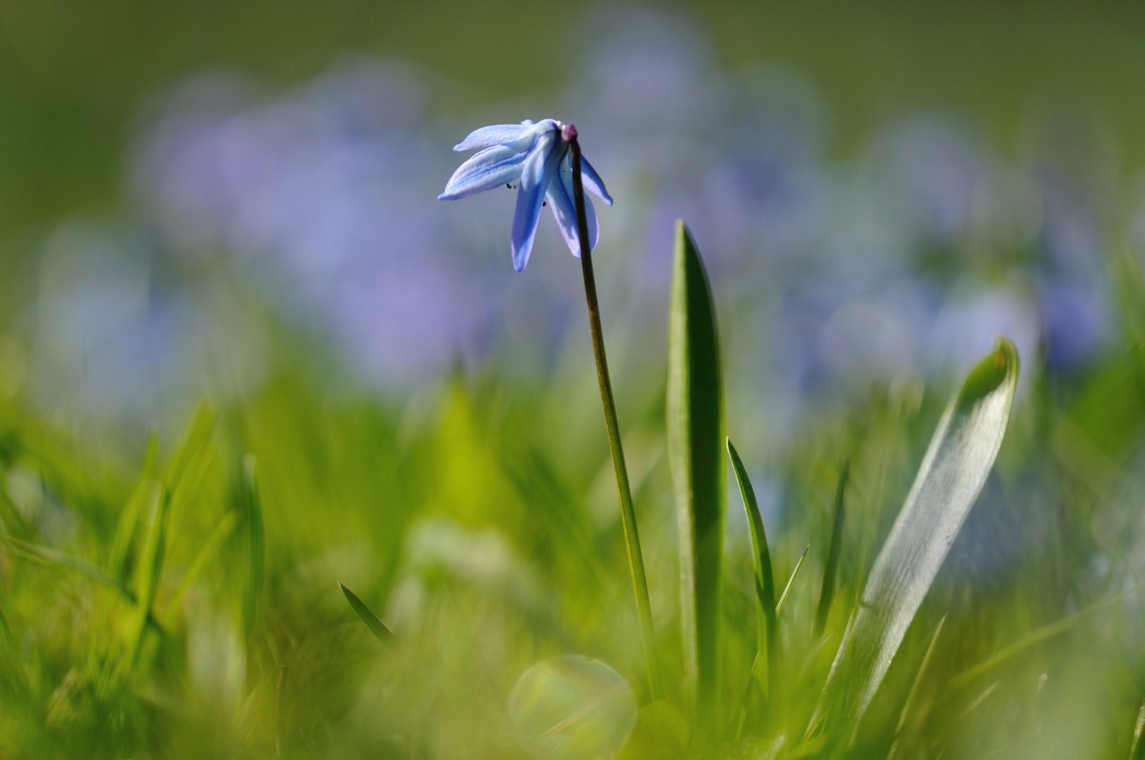 Blauer Frühling