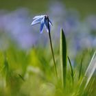 Blauer Frühling