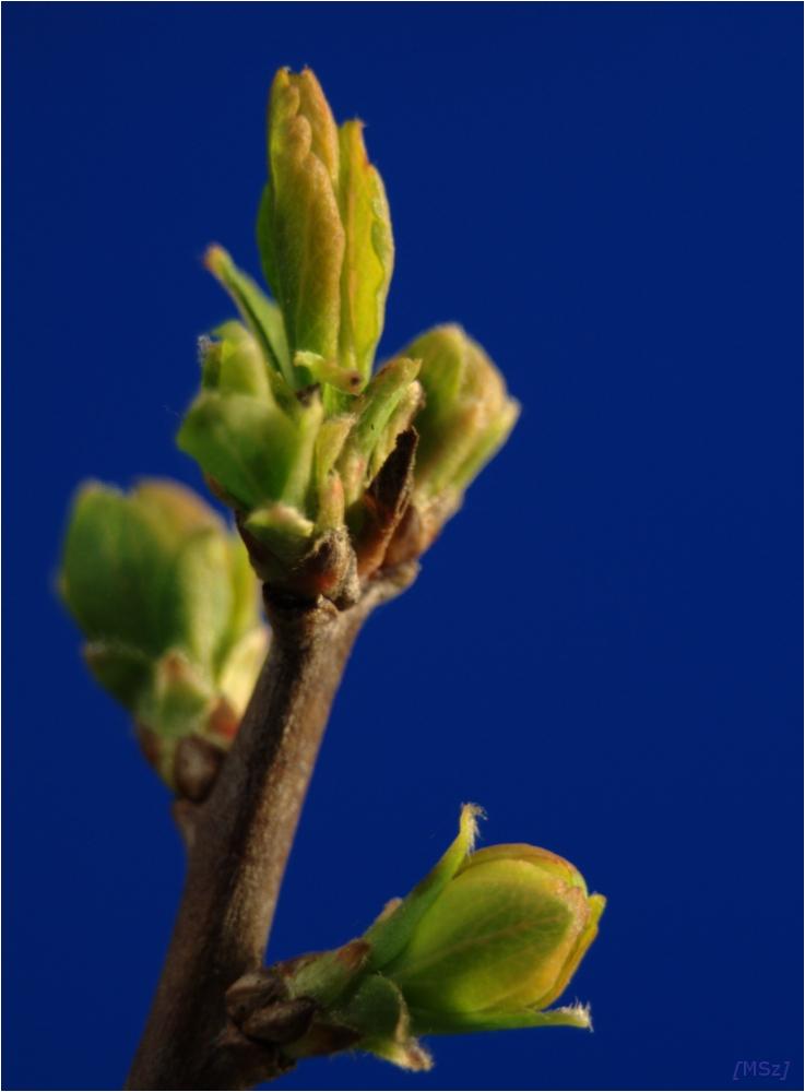 Blauer Frühling 2