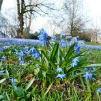 blauer Frühling 2