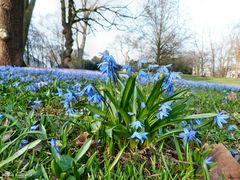 blauer Frühling 2