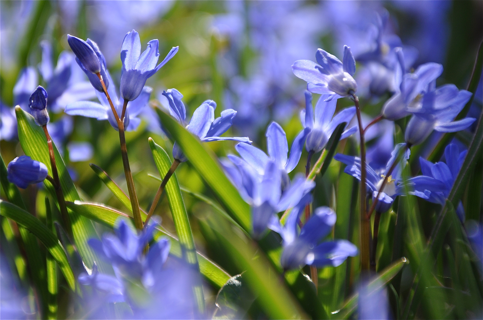 Blauer Frühling