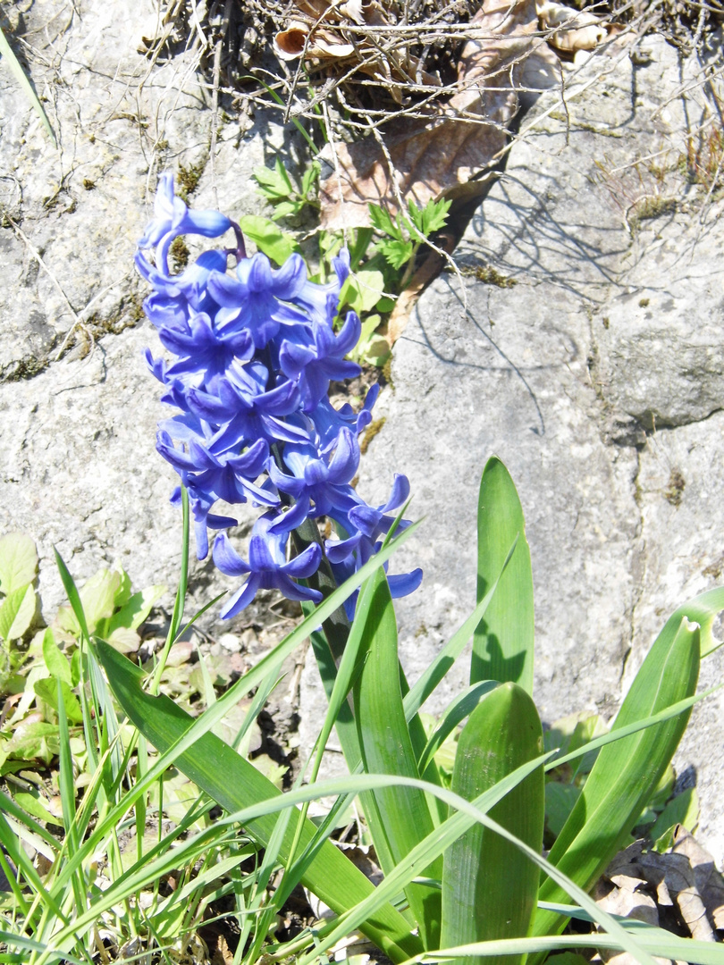 blauer Frühling