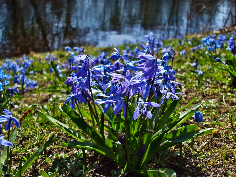 blauer Frühling
