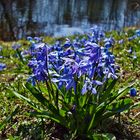 blauer Frühling