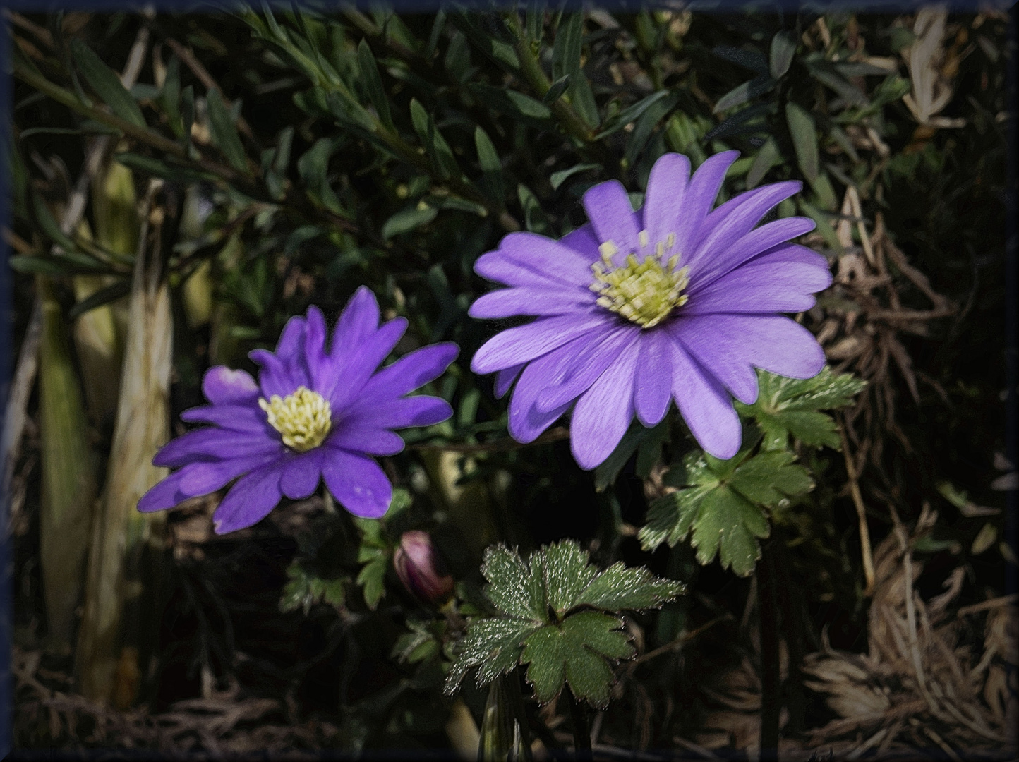 Blauer Frühling I