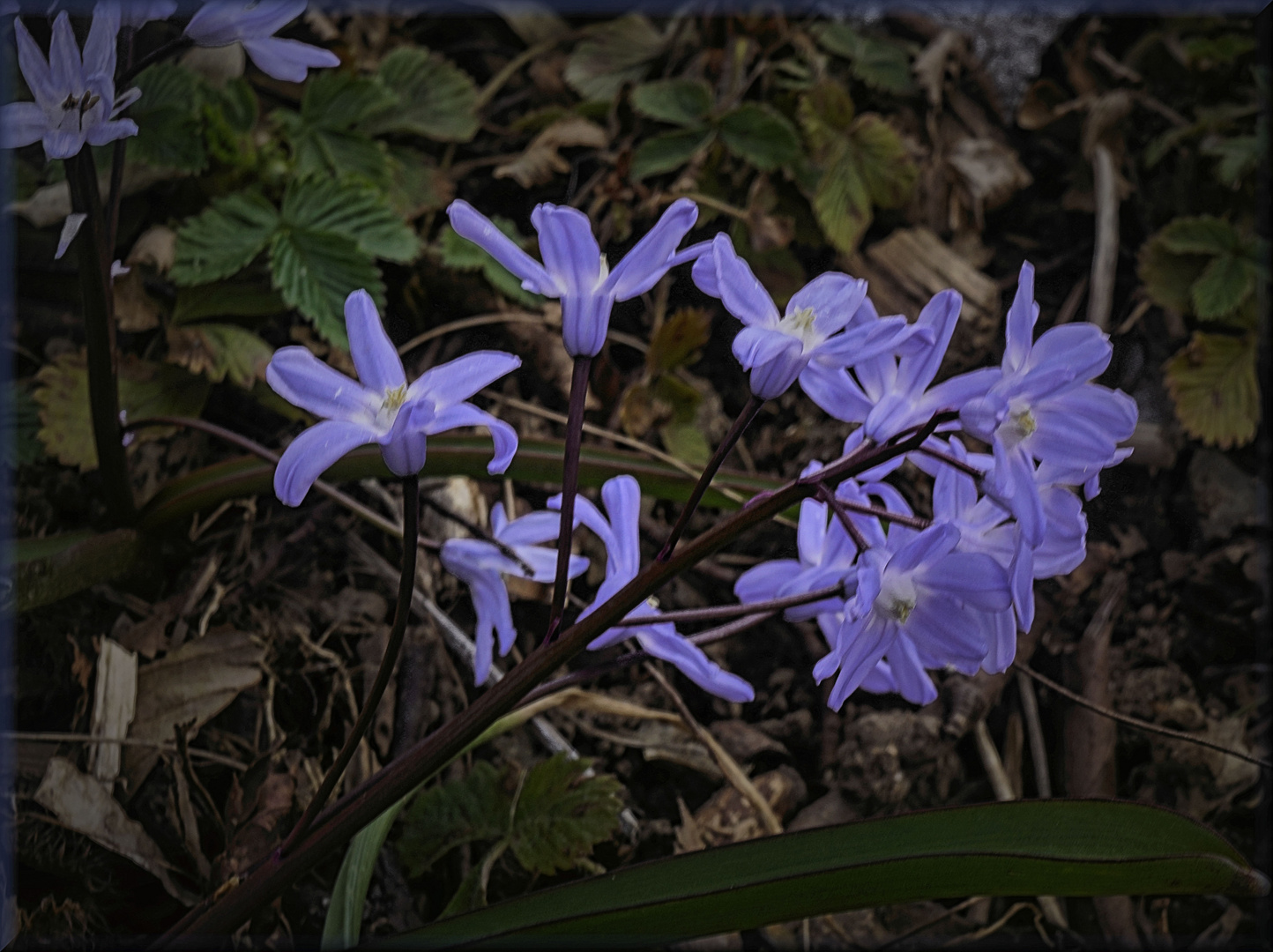 Blauer Frühling II