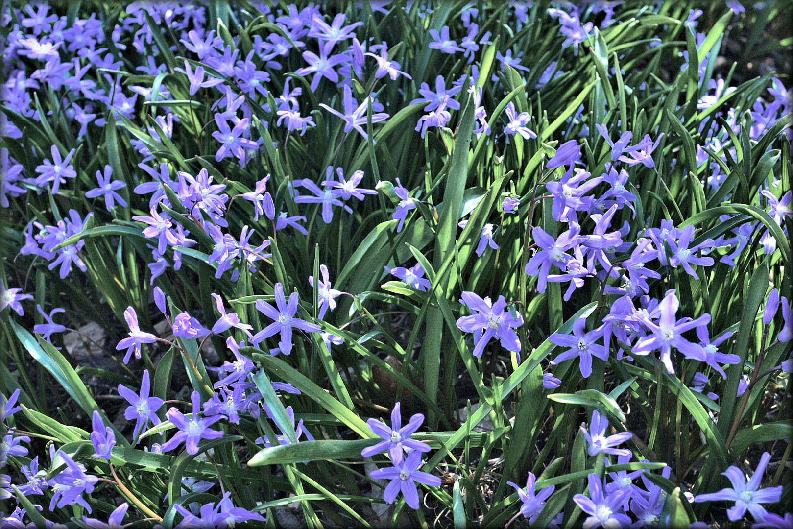 Blauer Frühling IV
