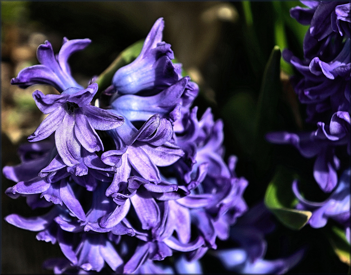 Blauer Frühling V