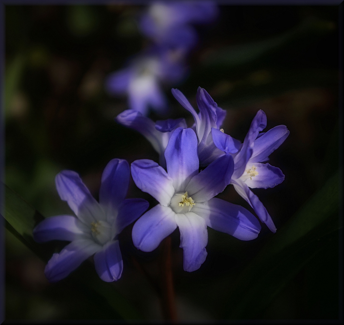 Blauer Frühling VI