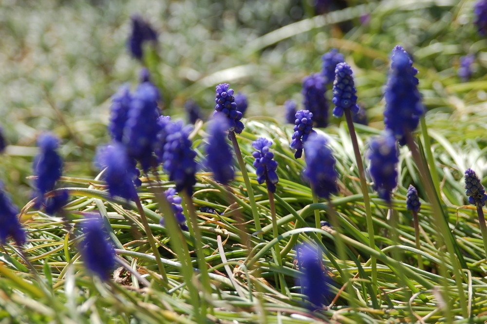 Blauer Frühlingsbeginn