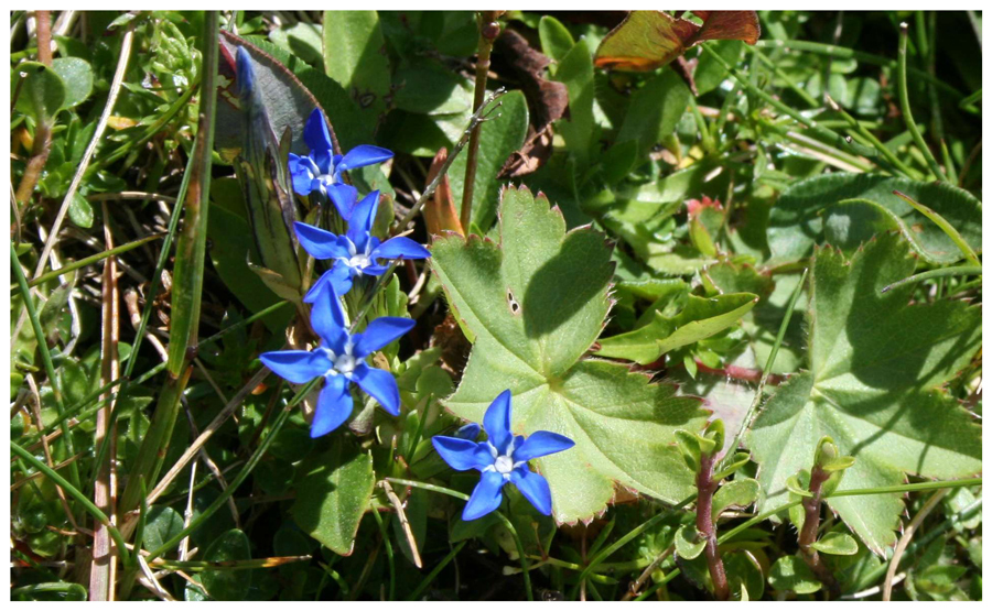 blauer Frühlingsenzian