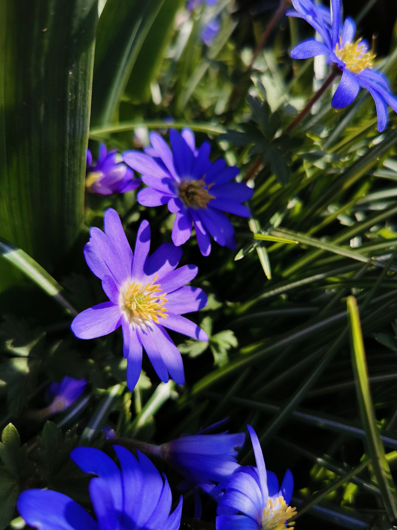 Blauer Frühlingsgruß