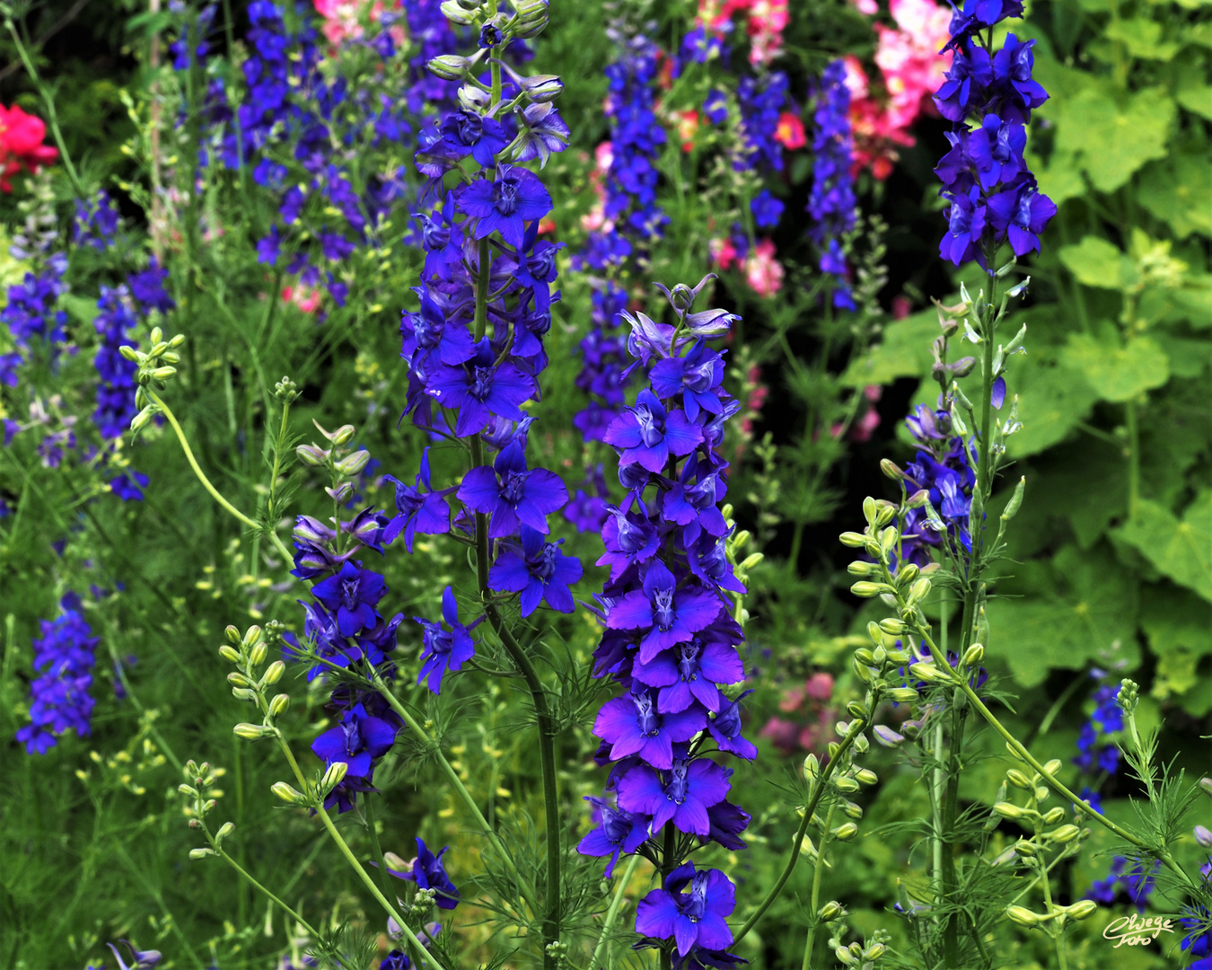 Blauer Gartenrittersporn