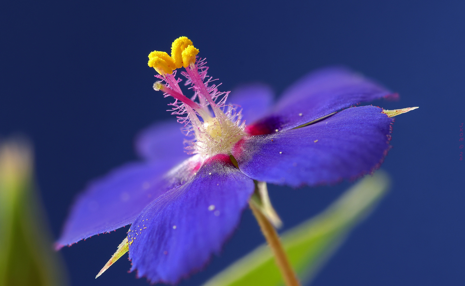 Blauer-Gauchheil.10 Fache- .....ND.