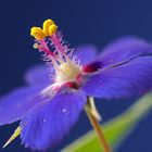 Blauer-Gauchheil.10 Fache- .....ND.
