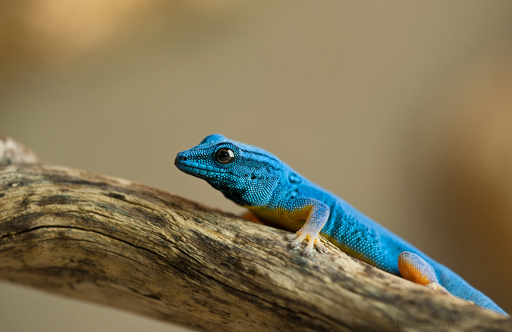 Blauer Gecko