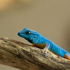 Blauer Gecko