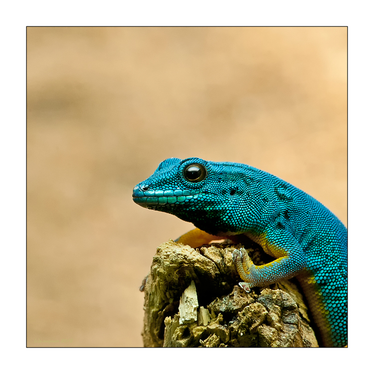 Blauer Gecko 2
