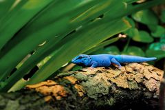 Blauer Gecko