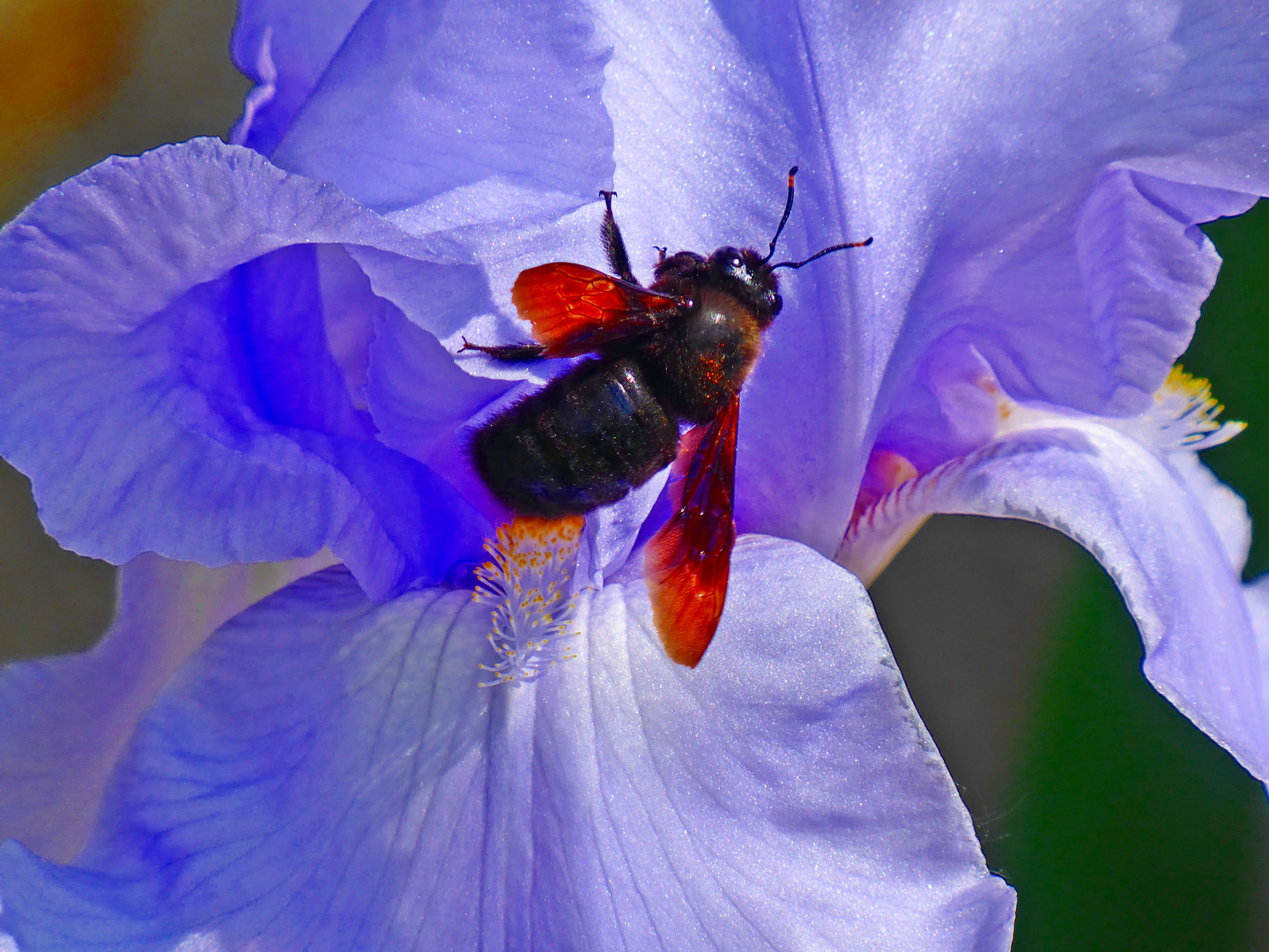 blauer gehts nicht