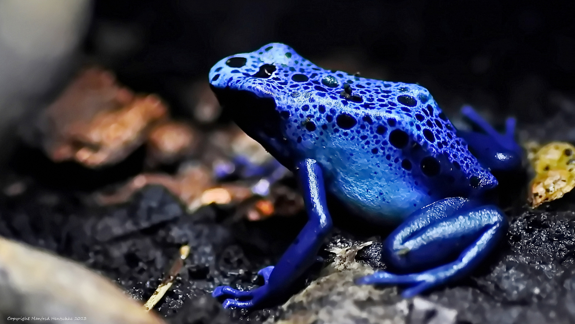 Blauer Giftfrosch 