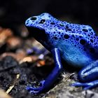 Blauer Giftfrosch 