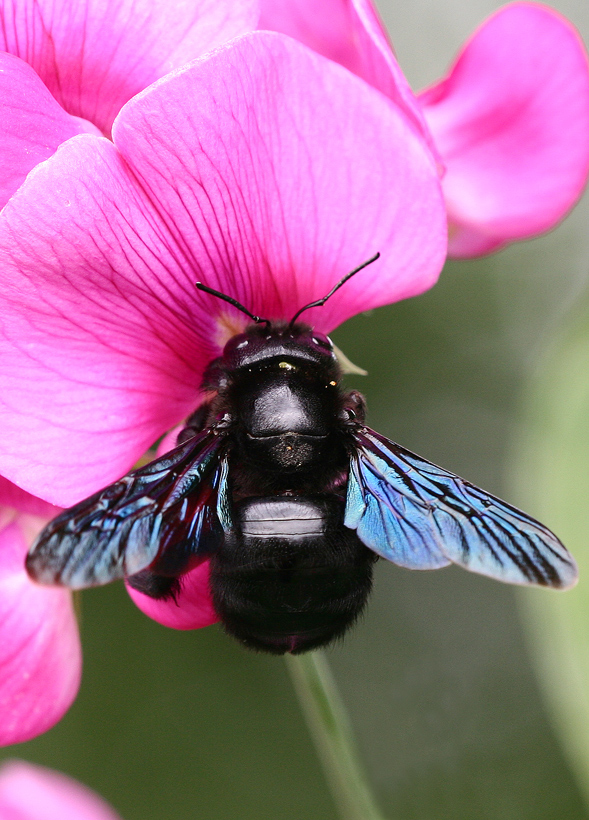 Blauer Gigant